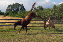 Two horses frolicking in pasture.