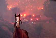 Horse rescued from wild fire.