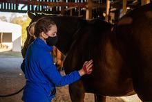 Student grooming a horse during Equine Week of Service.