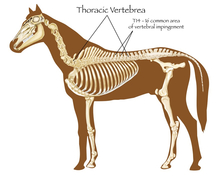 Horse skeleton showing thoracic vertebrae with kissing spine location arrowsHorse skeleton showing thoracic vertebrae with kissing spine location arrows.
