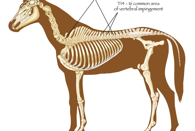 Illustration of horse with kissing spine showing impingement of thoracic vertebrae.