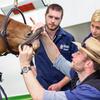 Equine veterinarian teaching vet students how to examine horse's mouth and teeth.