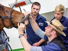 Veterinarian instructing students on how to examine horse's mouth and teeth.