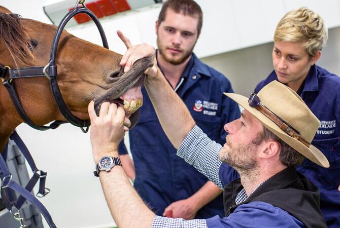 Veterinarian teaching students how to examine a horse's head and mouth.