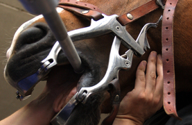 Equine dentist using speculum and power floater to care for horse's teeth.