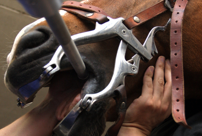 Equine dentist using speculum and power floater to care for horse's teeth.