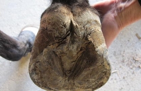 Horse hoof with contracted heels.