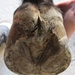 Horse hoof with contracted heels.