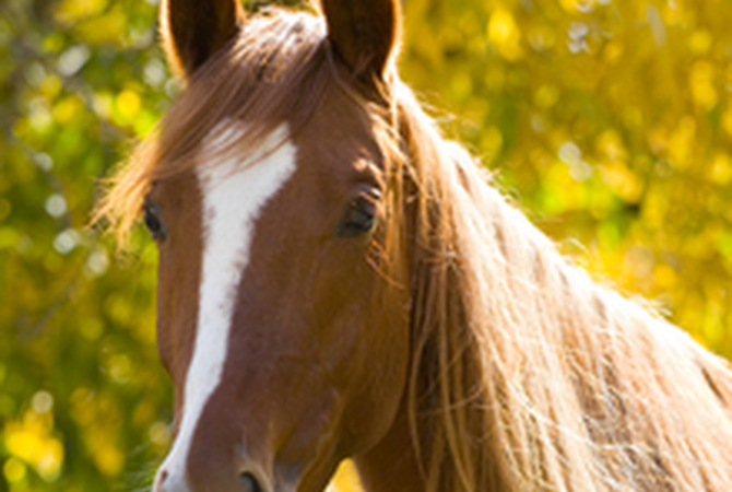 Horse in a fall pasture.