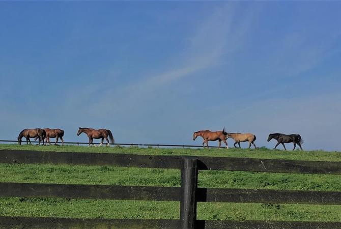 UK researcher Amanda Adams' geriatric horse herd grazing in a pasture at the University of Kentucky.