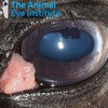S quamous cell carcinoma affecting a horse's eye.