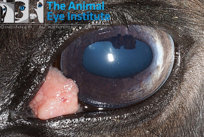 Squamous cell carcinoma in horse's eye.