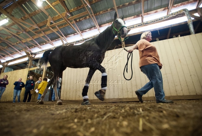 High-stepping sored Tennessee Walking horse being rescued by woman.