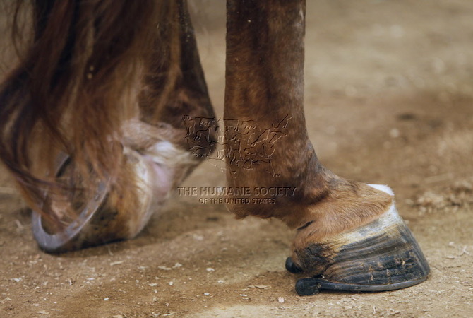 Legs and hooves of a horse distorted by soring.