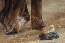Distorted legs and hooves of a horse sored with chains and chemicals.