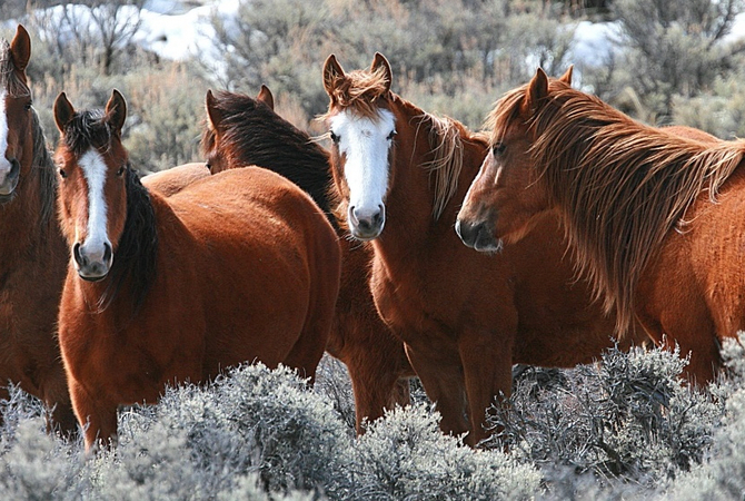 Herd of wild horses in snowy desert setting.