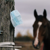Horse tethered to a post with a covid mask attached to it.