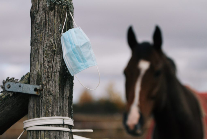 Horse tethered to a post with a covid mask attached to it.