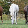 Three horses in a pasture - Chestnut, Dapple Gray, Bay.