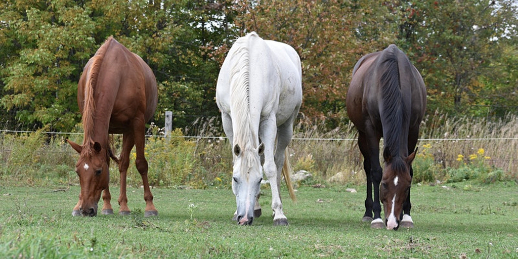 Horses Living in Groups Are Better at Following Human Indications than Horses Living in