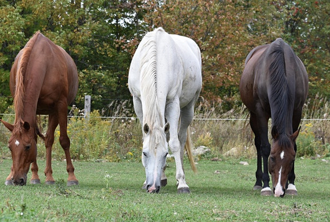 Three horses in a pasture - Chestnut, Dapple Gray, Bay.