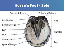 Diagram showing parts of hoof anatomy that work together to perform a unified function.
