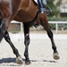 Photo showing pressure effects of active movements on a horse's leg joints.