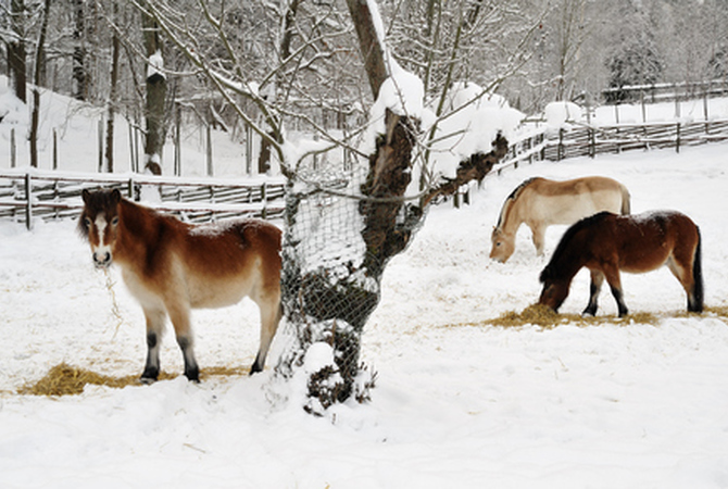 Horses grazing on small piles of hay in a snow-blanketed paddock.