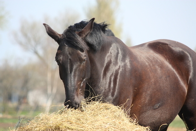 A healthy older horse eating from a pile of hay.