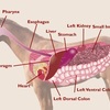 Horse anatomy showing horse's digestive system.