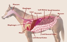 Annotate diagram of  horse's digestive system .