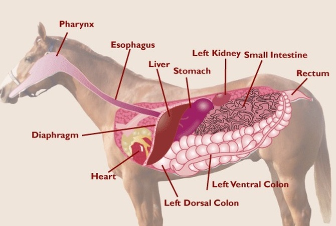 Illustrated details of horses's digestive system.