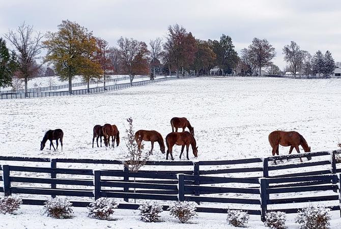 Horses grazing in a snow-covered winter pasture.