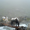 Foggy setting with pack horses crossing river.