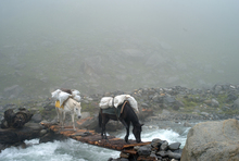 Two pack horses carefully crossing a bridge over a rushing river.