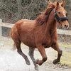 A rescued senior mustang running in a paddock.