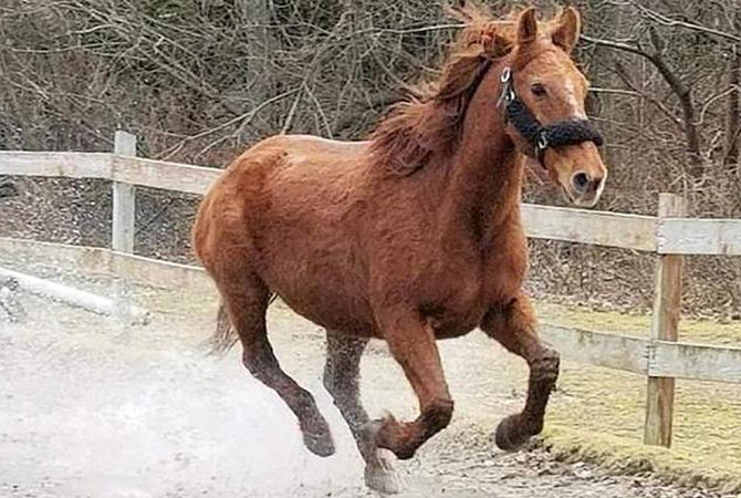 A rescued senior mustang running in a paddock.