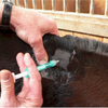 Veterinarian implating a microchip in a horse's