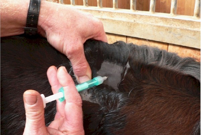 Veterinarian implanting a microchip in a horse.