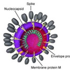 Illustration of Covidvirus affecting horses/