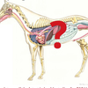 Anatomy of a horse's internal organs including heart and intestines.