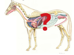 Interior of horse's system showing placement of heart, liver and other organs.