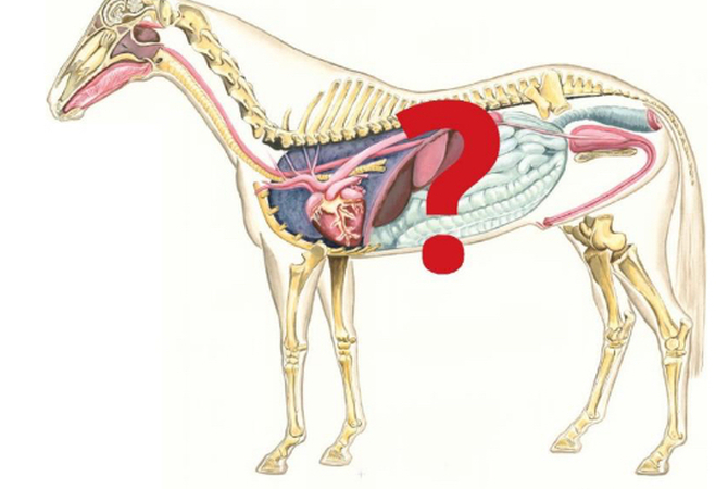 Interior anatomy of a horse showing digestive system and organs.