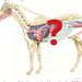 Interior of horse's system showing placement of heart, liver and other organs.