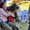 Young girl interacting with a therapy mini horse.