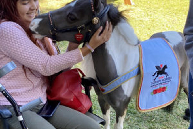 Young girl interacting with a therapy mini horse.