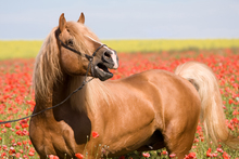 Horse in a field of flowers.