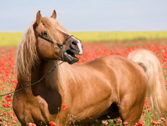 Palomino horse showing awareness of someone or something in the distance by neighing.