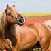 Healthy palomino horse in field of flowers alert to world around him.