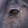 Eye area on horse's face covered with flies.